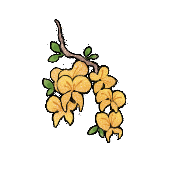 Flor Chañar