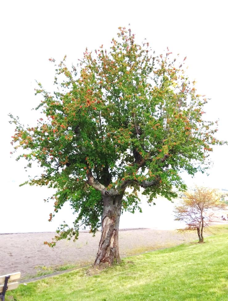 Árbol Notro adulto