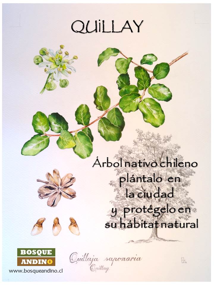 Afiche Promocional del Quillay – Bosque Andino