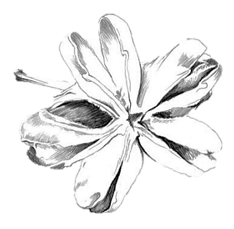 Flor del Quillay – ilustración botánica