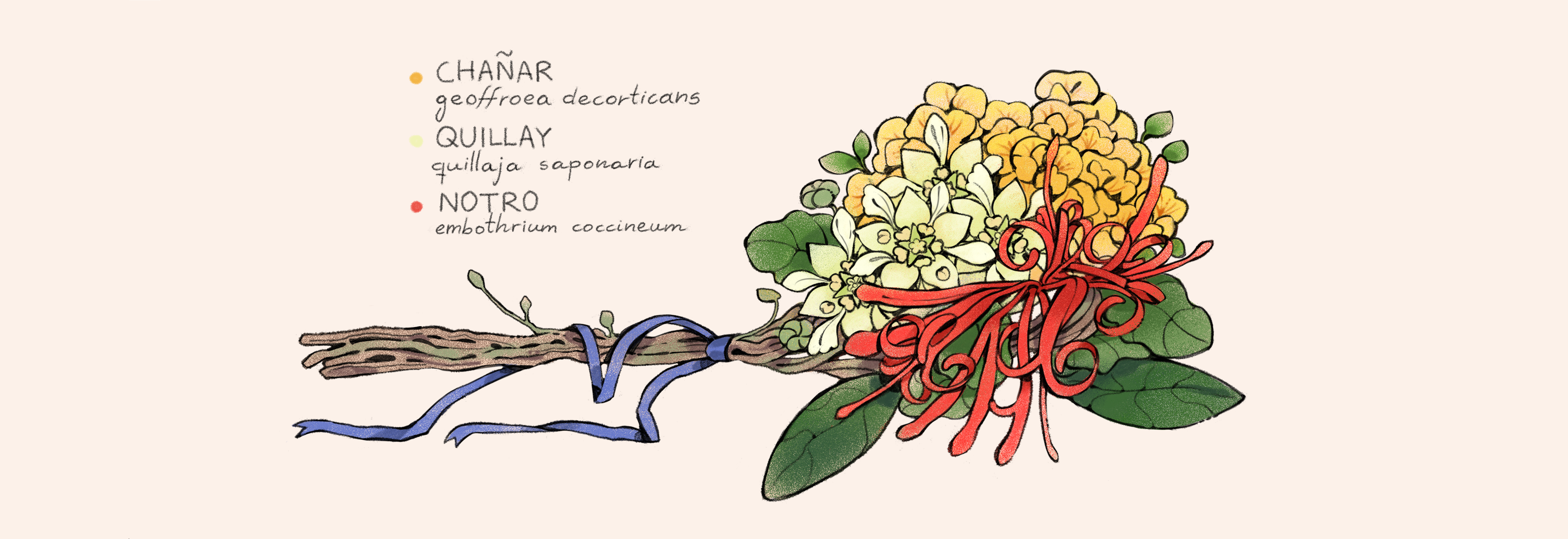 Chañar · Quillay · Notro – Ramo ilustrado