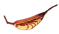 Semilla Notro